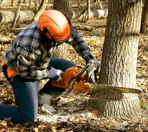 Tree Removal in Grinnell, KS